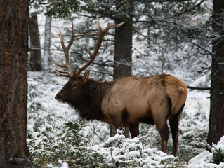 Male elk stag in a snowy forest