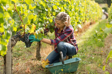 female farmer in vineyard