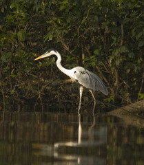 Cocoi Heron, Amazon
