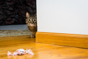 A shy tabby cat looks around a corner. © Mary Lynn Strand
