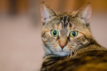 Portrait of a wide-eyed tabby cat.