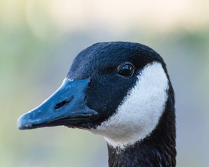 Close up of the head of a Canada Goose.