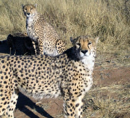 Cheetah in a field in Namibia