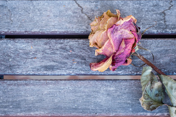 A dried two toned rose on a weathered table.