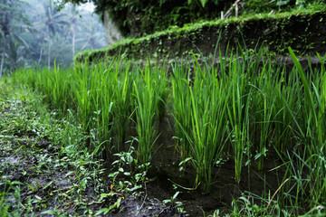 close up of rice plants