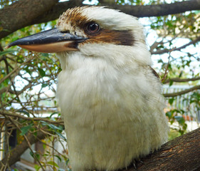Kookaburra