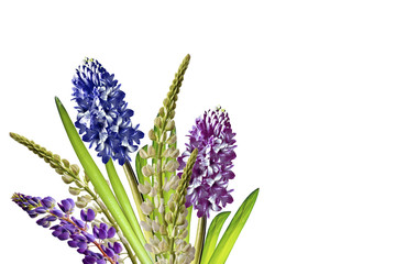 Obraz premium lupines beautiful flowers on a white background