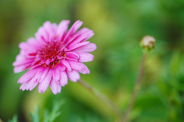 Flower Close-up
