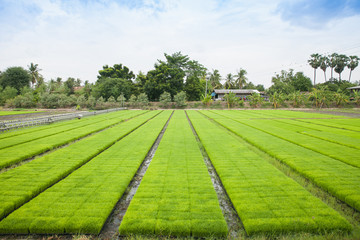View of paddy seedlings in the nursery fields.