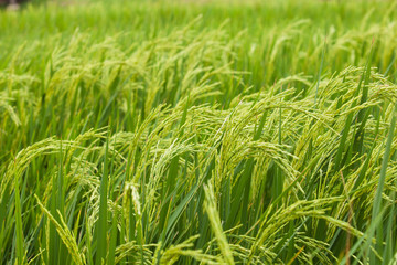 Rice spike in the field.