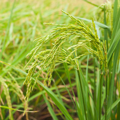 Rice spike in the field.