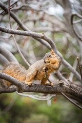 Naklejka na ściany i meble Squirrel eating on tree branch.