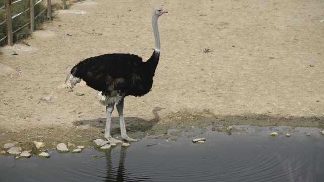 Ostrich drinking water from the poddle