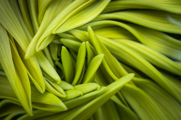 Fototapeta premium close-up of sunflower petals