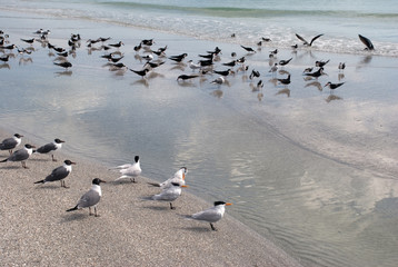 Fototapeta premium Battle of the birds in Florida