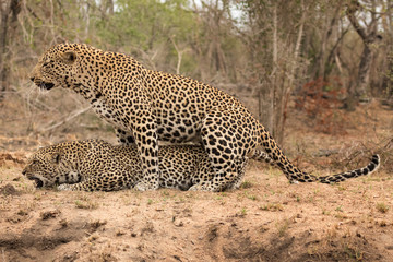 Fototapeta na wymiar Pair of Leopards Mating - Sabi Sands Game Reserve, South Africa 