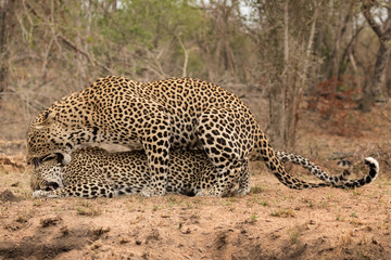 Fototapeta na wymiar Pair of Leopards Mating - Sabi Sands Game Reserve, South Africa - Male concludes mating by biting female on the neck before withdrawing. After about 10 minutes, the whole drama begins again!