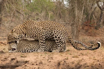 Foto op Canvas Paar luipaarden paring - Sabi Sands Game Reserve, Zuid-Afrika - Het mannetje beëindigt de paring door het vrouwtje in de nek te bijten voordat ze zich terugtrekken. Na ongeveer 10 minuten begint het hele drama opnieuw! © Anne Powell