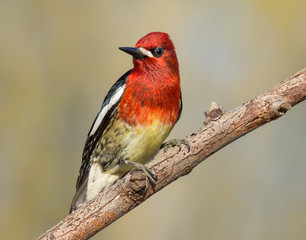 Red-breasted Sapsucker, Pacific Northwest Bird