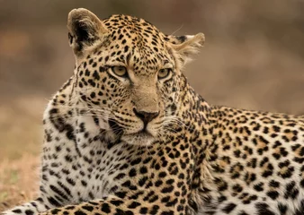 Poster Liggende luipaard (Panthera pardus) - Sabi Sands Game Reserve, Zuid-Afrika © Anne Powell