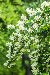 White flowers of Mock orange shrub (Philadelphus)