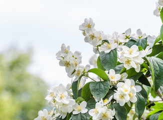 White flowers of Mock orange shrub (Philadelphus)