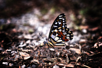 Beautiful butterfly