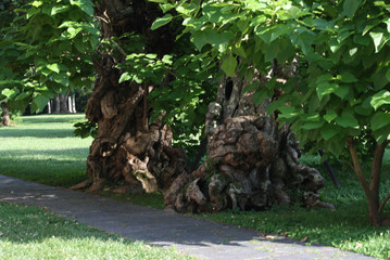 Old Tree on Path