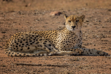 Cheetah (Acinonyx jubatus) Lying Down - Sabi Sands Game Reserve, South Africa