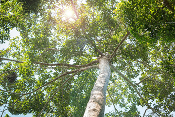 Fototapeta premium Look up big tree