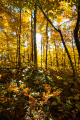 Fall foliage trees and sky in natural light