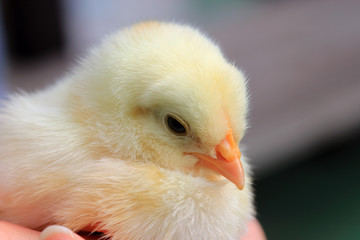 Cute baby chick close up