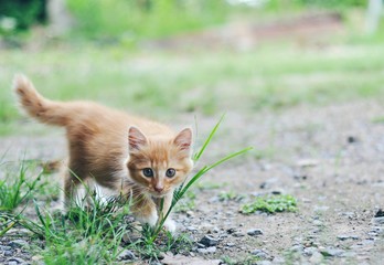 Kitten walk for food