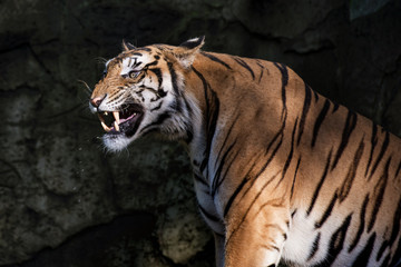 Fototapeta na wymiar siberian tiger in action of growl