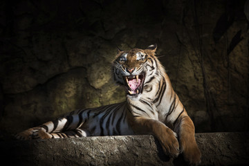 siberian tiger in action of growl