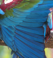 Obraz premium Colorful of green wing Macaw bird's feathers, exotic nature background and texture ,wings macaw feathers