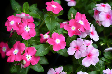 beautiful pink flowers