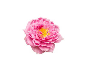 isolated pink rose on white background