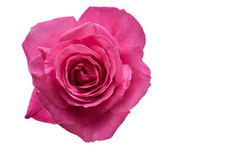 isolated pink rose on white background