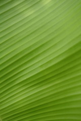Abstract background of banana leaf