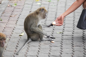 Monkey in Thailand. people send Bread by hand  give a monkey 