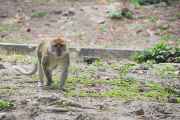 monkey portrait nature. monkey garden in Thailand. 