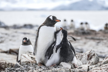 Gentoo Penguin and two chicks