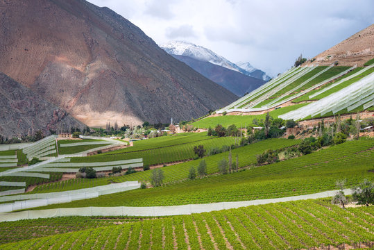 Spring Vineyard. Elqui Valley, Andes, Chile
