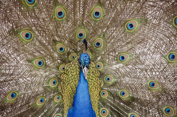 Obraz premium peacock
