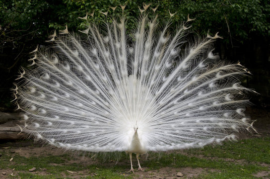 Fototapeta white peacock
