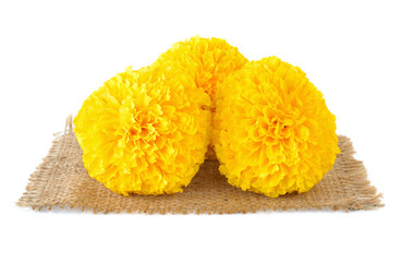 Marigold flower on white background