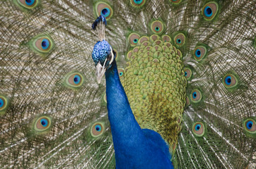 Obraz premium peacock