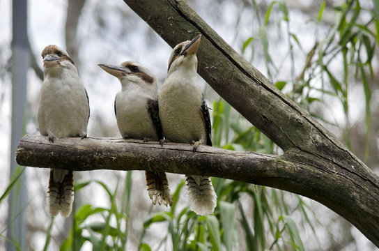 three kookaburras
