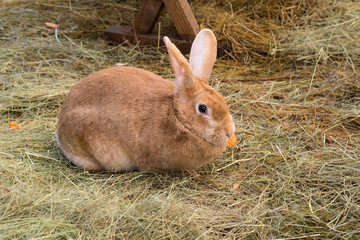 Rabbit eating carrot